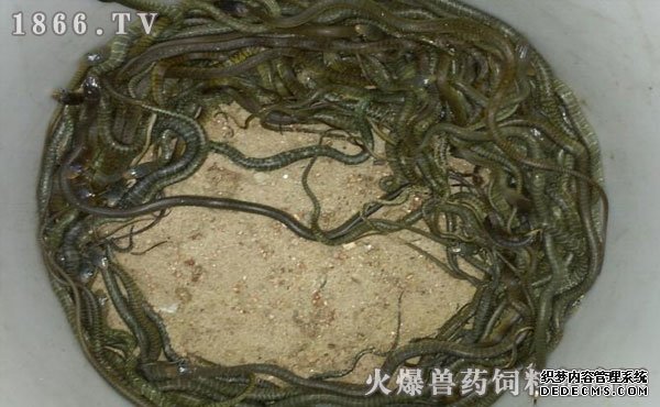 水律蛇養(yǎng)殖新技巧揭秘，高效養(yǎng)殖方法與實用操作指南