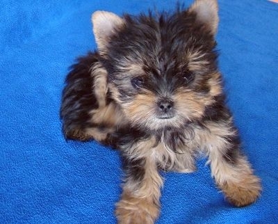 衢州寵物狗市場(chǎng)現(xiàn)象解析，出售信息深度探討與各方觀點(diǎn)碰撞