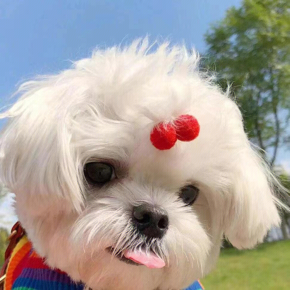 最新狗狗頭像，展現(xiàn)變化、學習與自信的力量