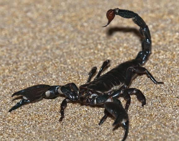 山西蝎子價(jià)格行情指南，2017年最新行情解析