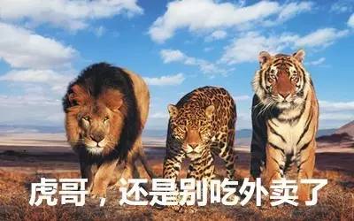 最新虎獅，學習變革的力量，自信與成就感的崛起之路