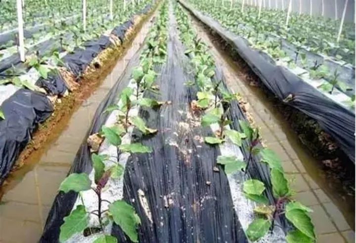 10公斤黑地膜價(jià)格,溫馨農(nóng)田里的秘密，一段關(guān)于黑地膜與友情的趣事