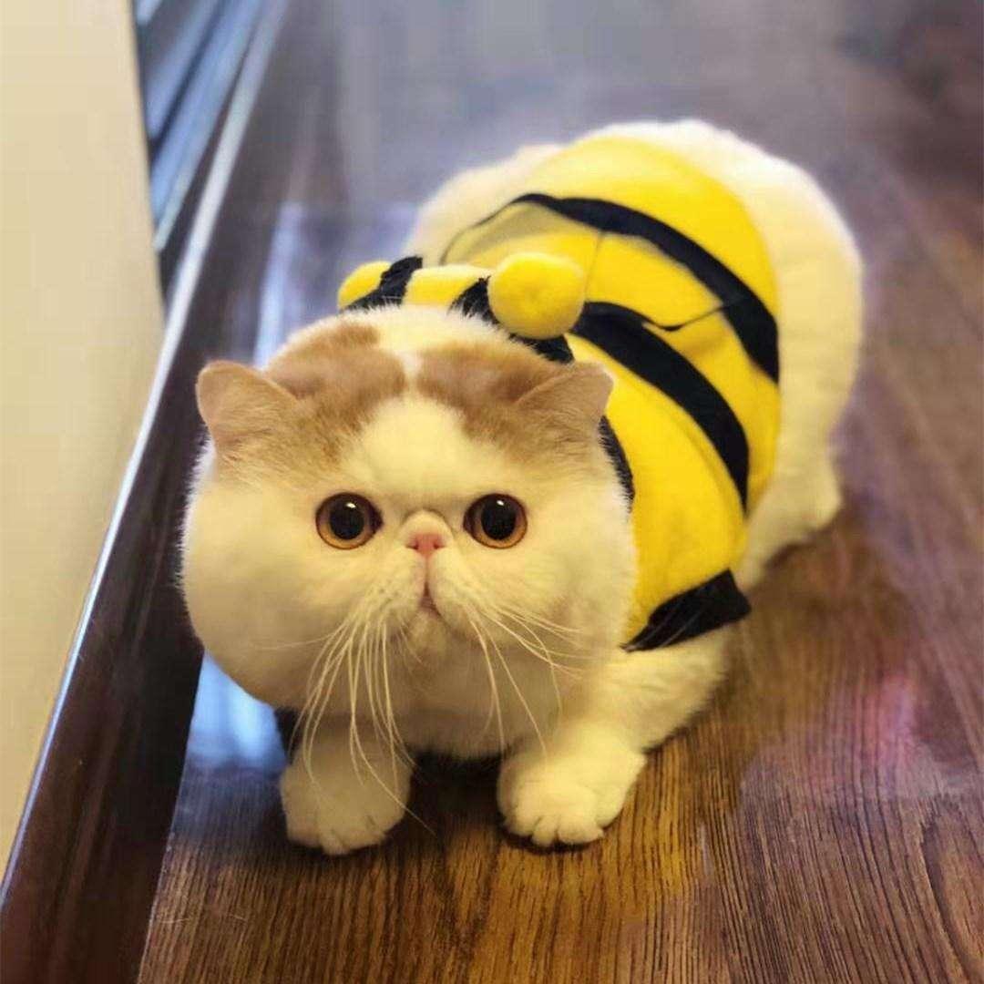 加菲貓價(jià)格多少錢一只,加菲貓，價(jià)格背后的溫馨故事