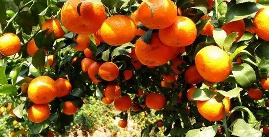 沙糖桔演員，科技與生活完美融合的高科技產(chǎn)品展示