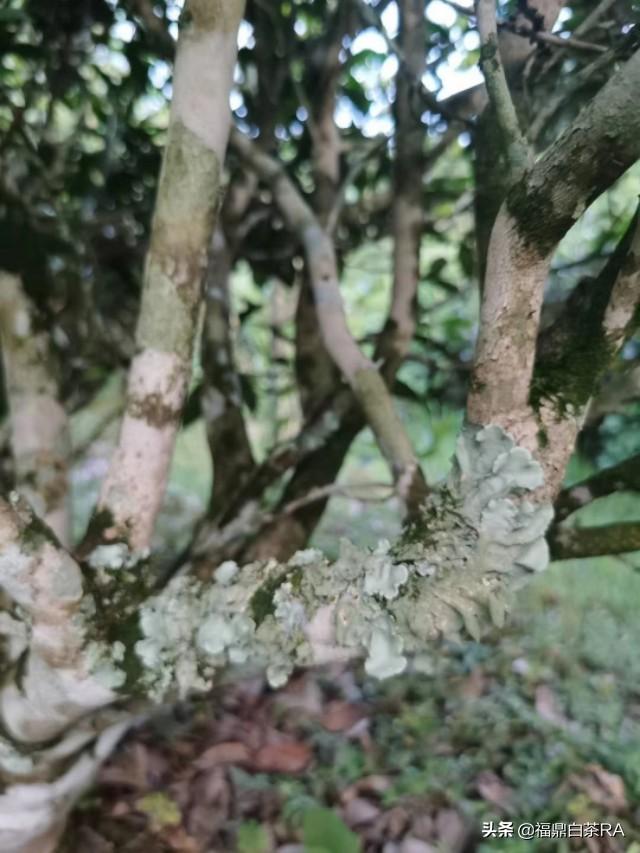 老樅紅茶價格，深度探討歷史背景與地位影響下的價格走勢