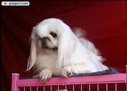 秀珍犬價格行情揭秘，變化中的市場行情與學習自信的力量