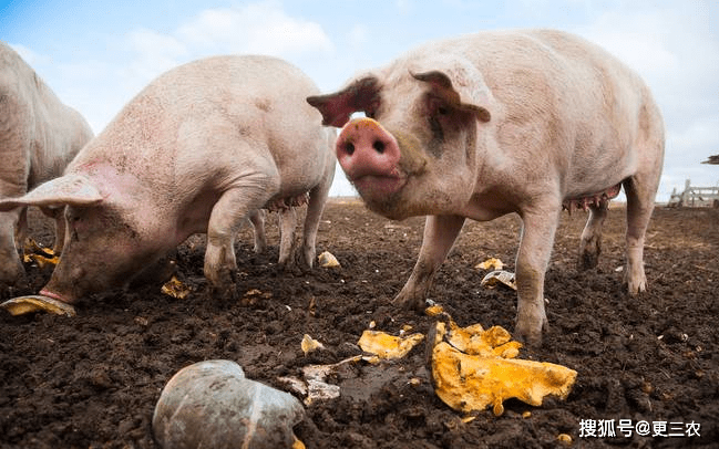 今日瀏陽豬價(jià)行情概覽與溫馨小趣事分享