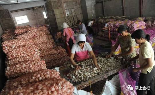 杞縣冷庫大蒜市場價格探秘，尋找蒜香的平靜之旅