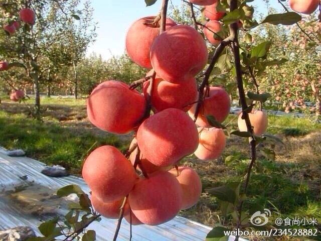 阿克蘇蘋果上市時間詳解，全面步驟指南