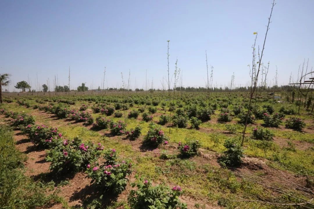 義馬裴村報(bào)房動(dòng)態(tài)資訊，探尋自然美景，啟程心靈之旅