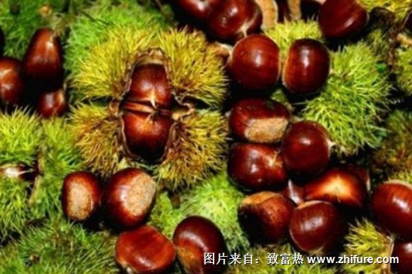 板栗最新行情概覽，市場(chǎng)走勢(shì)與產(chǎn)業(yè)地位深度分析