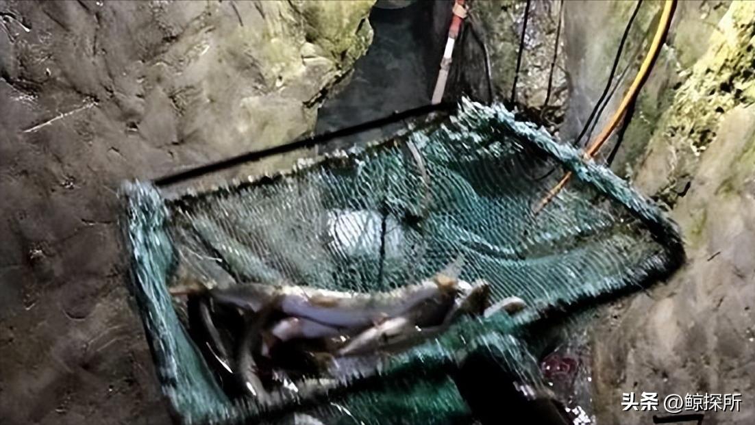 科技新星項(xiàng)寶貝思，重塑生活體驗(yàn)的最新章節(jié)