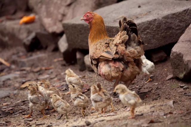 唐山肉雞價(jià)格行情深度解析與趨勢分析