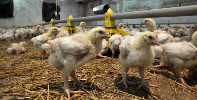 唐山肉雞價(jià)格行情深度解析與趨勢分析