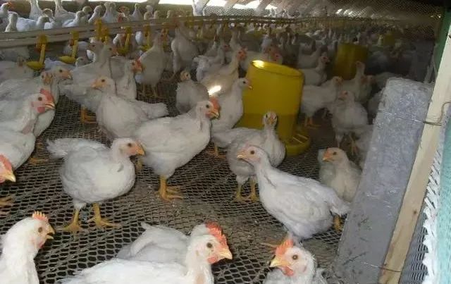 唐山肉雞價(jià)格行情深度解析與趨勢分析