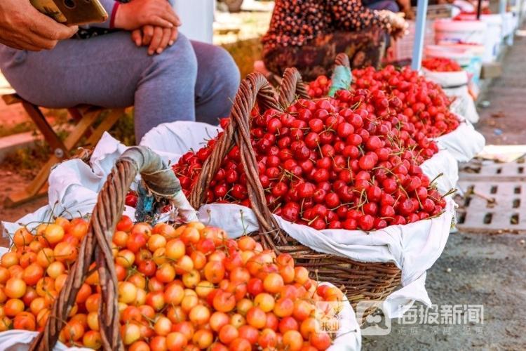 煙臺櫻桃上市,煙臺櫻桃上市，小巷深處的甜蜜誘惑