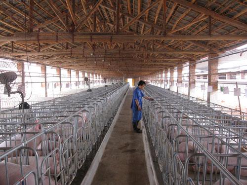 最新豬場管理技術(shù)解析，科技引領(lǐng)畜牧業(yè)邁向智能化未來