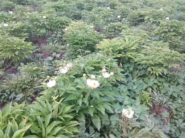 赤芍行情深度解析，小巷特色藥材探尋之旅