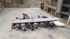 鴿糞新型應用，綠色能源的未來與科技創(chuàng)新引領生活變革