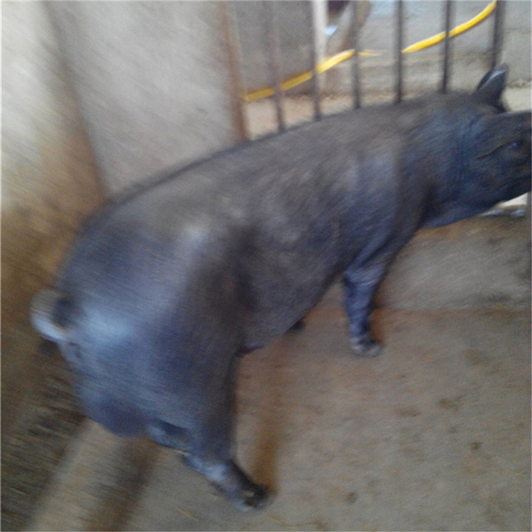 太湖母豬行情，逆風(fēng)中的自信與成就感展現(xiàn)