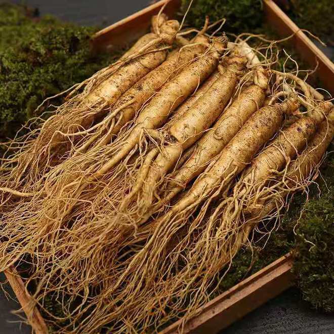 東北野山參價(jià)格,東北野山參價(jià)格，時(shí)代的印記與價(jià)值的波動(dòng)