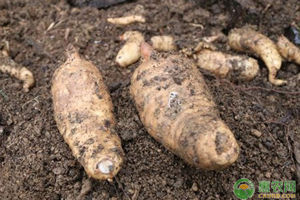 最新天麻行情，變遷之路，無(wú)限可能成就夢(mèng)