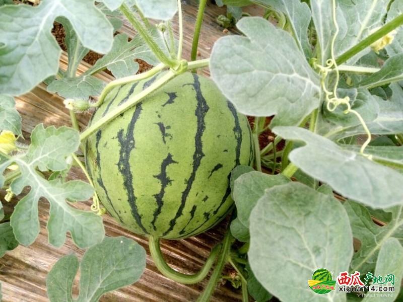 青州西瓜最新價(jià)格行情，科技賦能下的新鮮體驗(yàn)