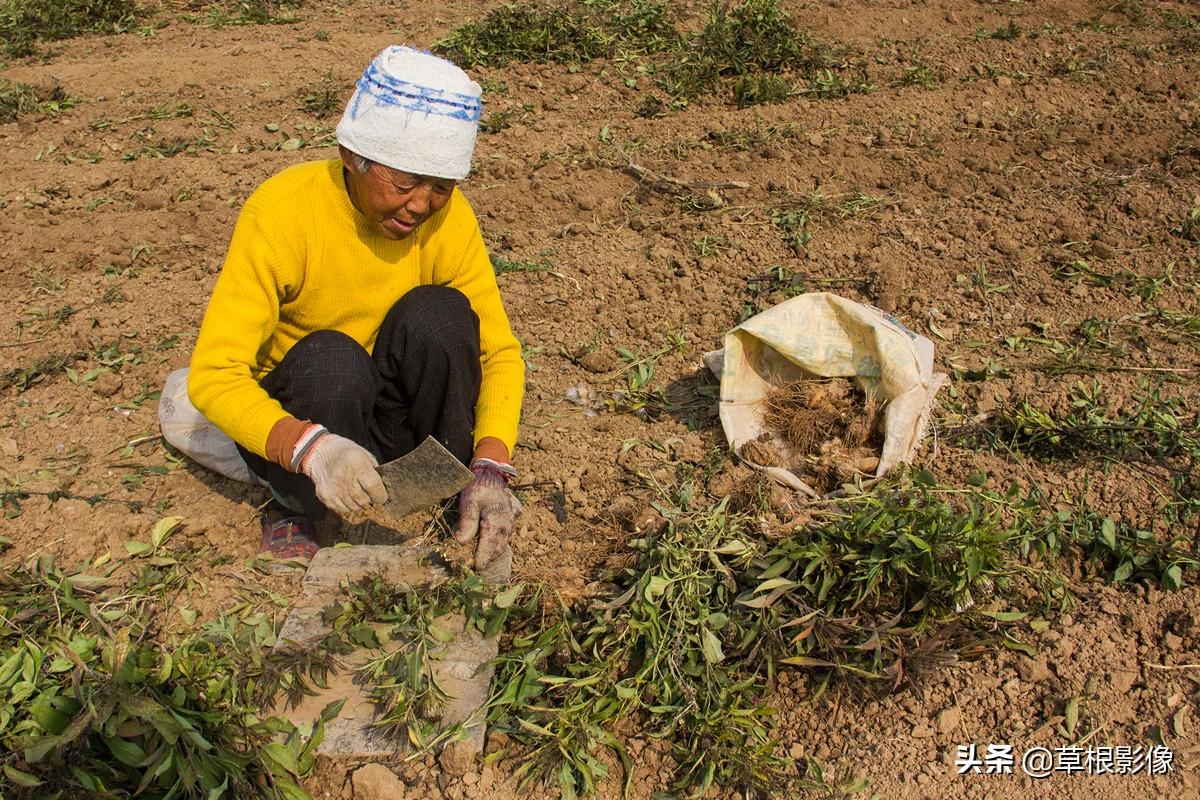 白術(shù)最新行情及深度分析