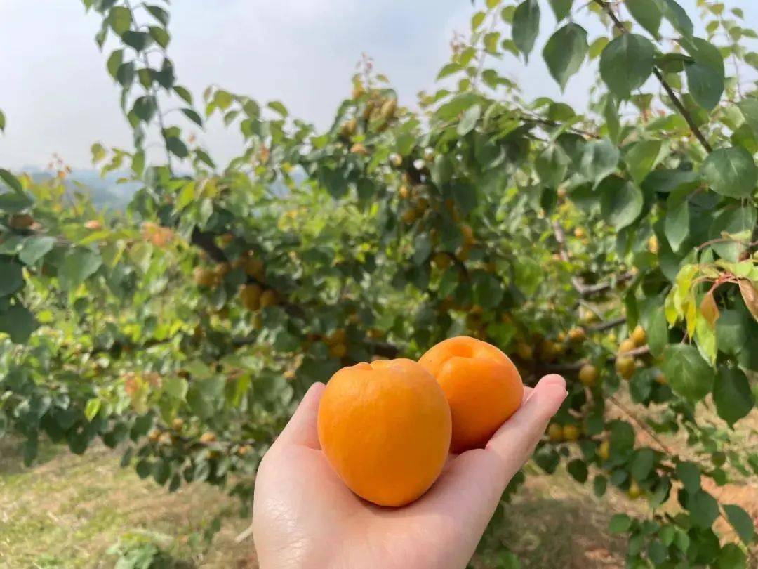 杏吧資訊速遞，引領(lǐng)時(shí)尚潮流，傳遞熱門信息的新高地門戶