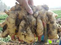 今日山東生姜價(jià)格行情,今日山東生姜價(jià)格行情，變化中的學(xué)習(xí)，賦予我們力量