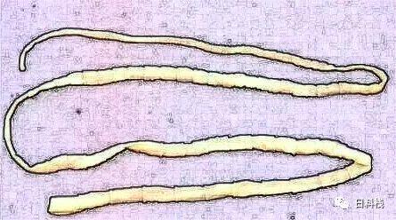 基因港NAD+最新動(dòng)態(tài)及其解讀