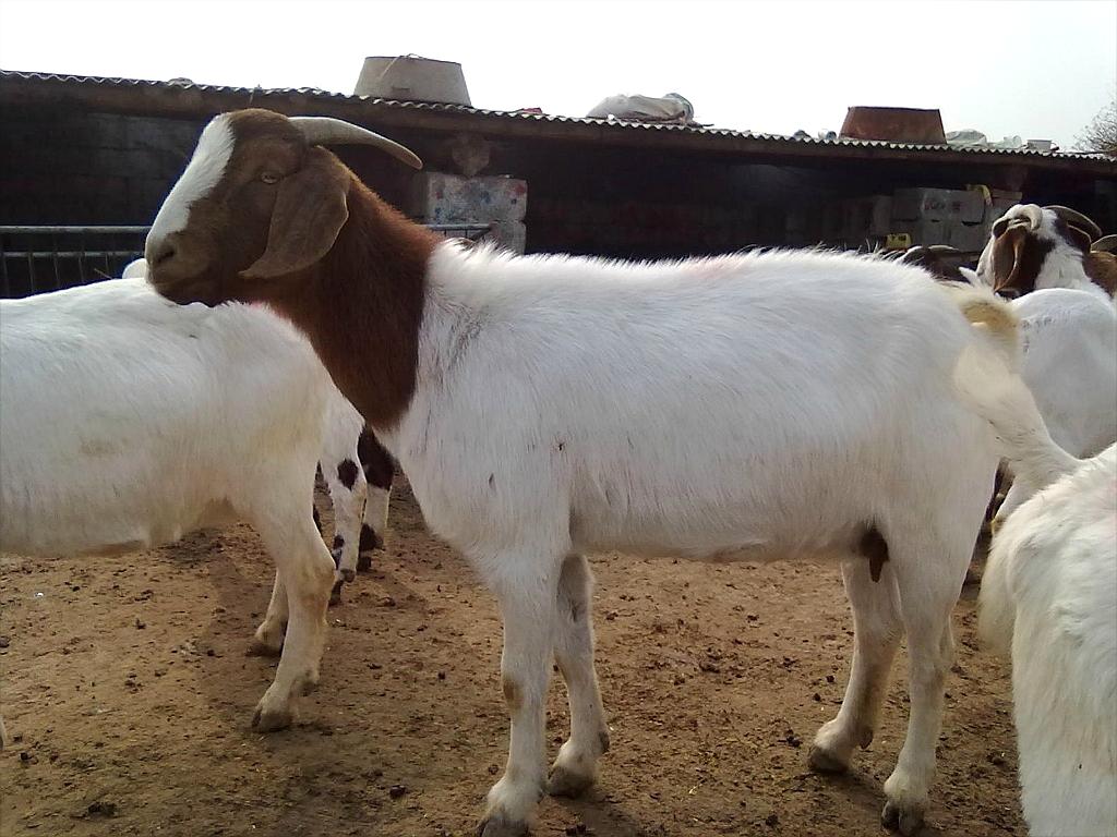 山羊價(jià)格，歷史背景、重要事件與地位探究