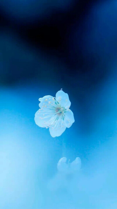 最新手機(jī)屏保圖片精選，愛的紐帶與溫馨日常之美