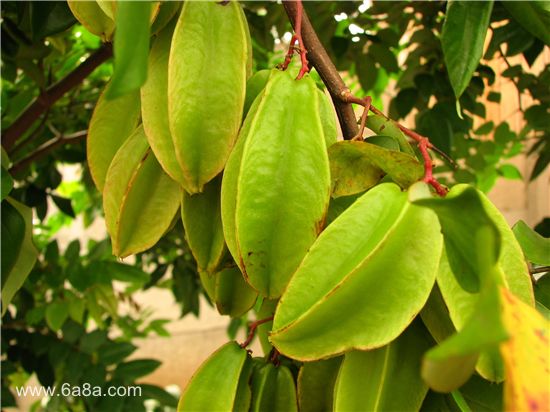 楊桃的甜蜜時(shí)光，友情與陪伴的溫馨故事與上市時(shí)刻揭秘