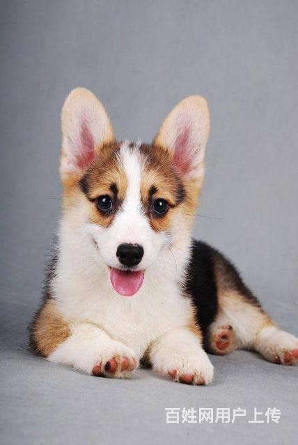 純種柯基價格，科技與生活的融合之選