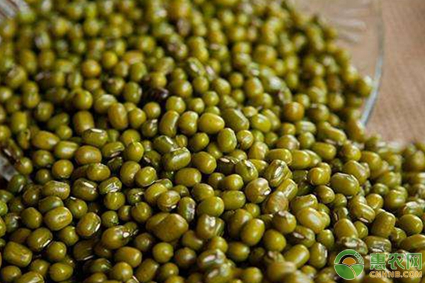 科技賦能下的綠豆市場，最新價格與革新浪潮