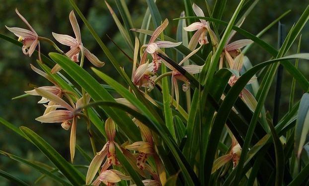 最新蘭花，小巷深處的秘密花園探秘