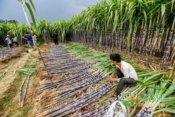 甘蔗行情深度解析，揭秘甜蜜商機(jī)，開啟甜蜜事業(yè)之門！