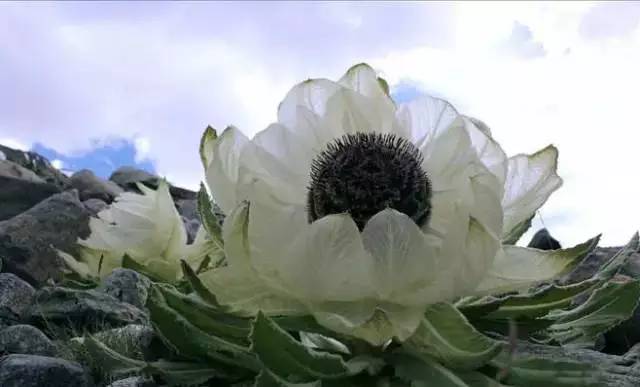 天山野生雪蓮，傳奇價(jià)值與地位的獨(dú)特價(jià)格