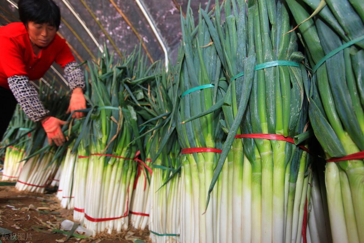 2017年大蔥行情分析與應對策略指南