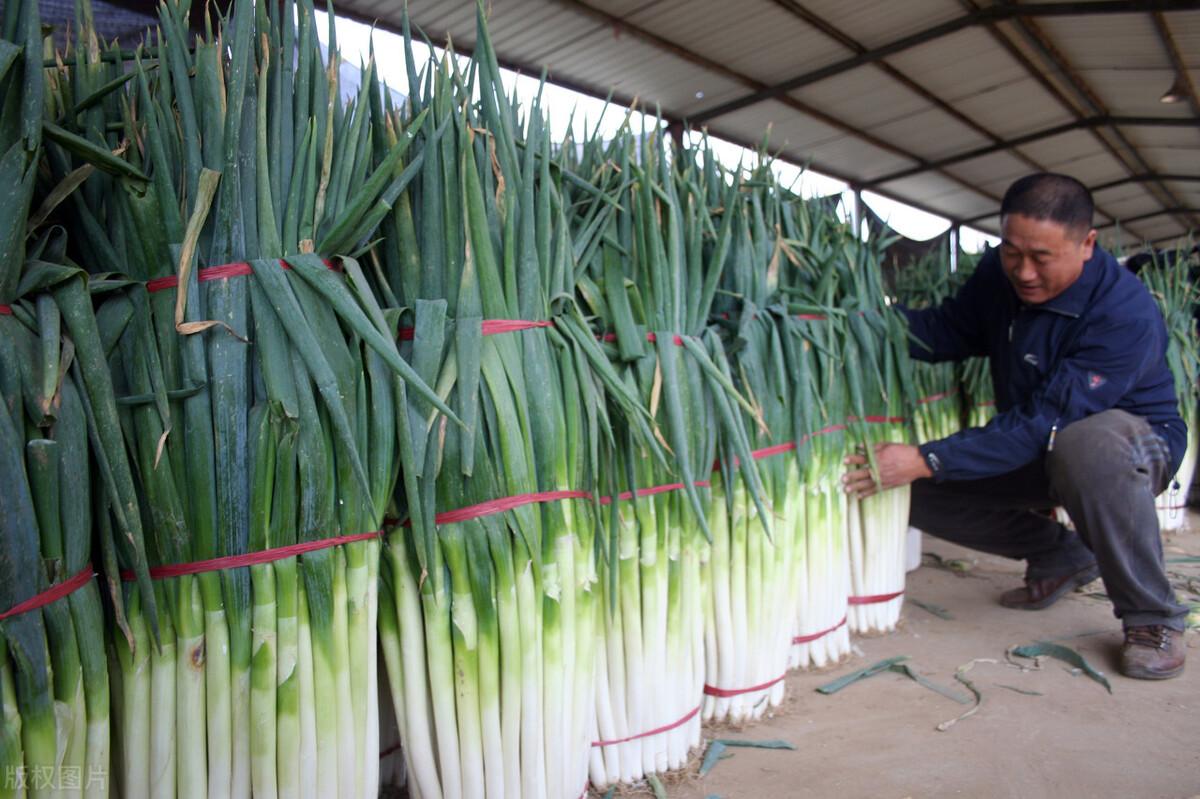 2017年大蔥行情分析與應對策略指南