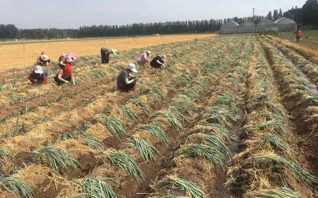 2017年大蔥行情分析與應對策略指南