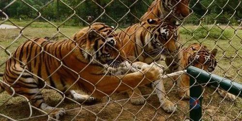 寧波老虎襲擊事件最新進(jìn)展，城市日常中的溫情與友情力量