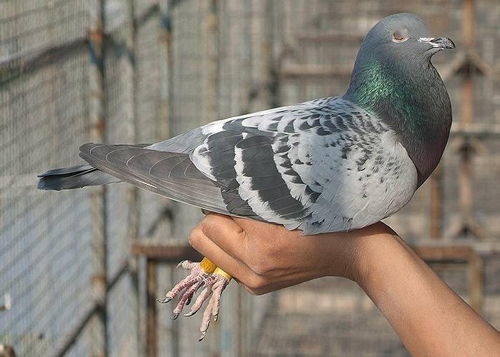 信鴿比賽的飛翔盛宴，跟隨鴿子回家的視頻記錄