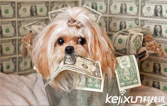 動物世界資訊速遞，小巷中的奇妙探索與未知世界探索