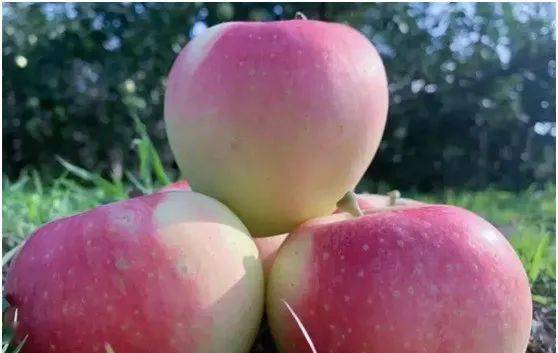 嘎啦蘋果上市時間,嘎啦蘋果上市時間，全面步驟指南