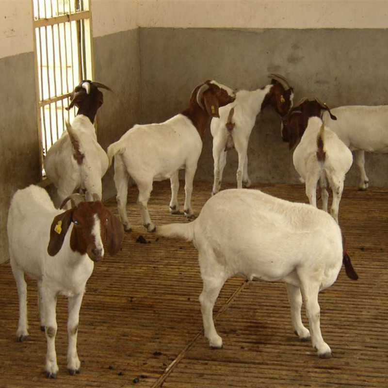 山羊價(jià)行情揭秘，小巷深處的獨(dú)特風(fēng)味