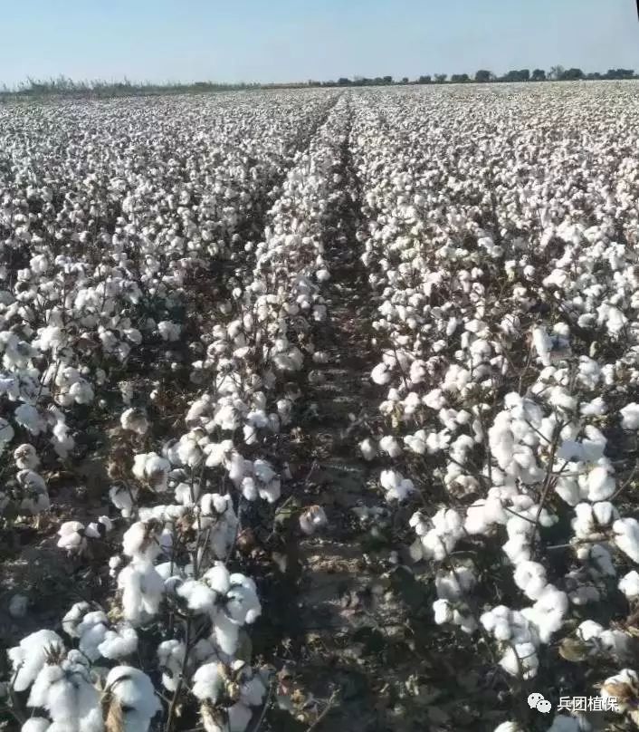 最新棉花資訊，產業(yè)繁榮與挑戰(zhàn)并存