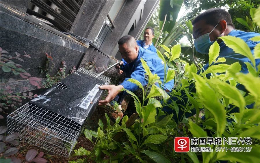 小巷神秘寶藏揭秘，最新捕蛇籠探秘