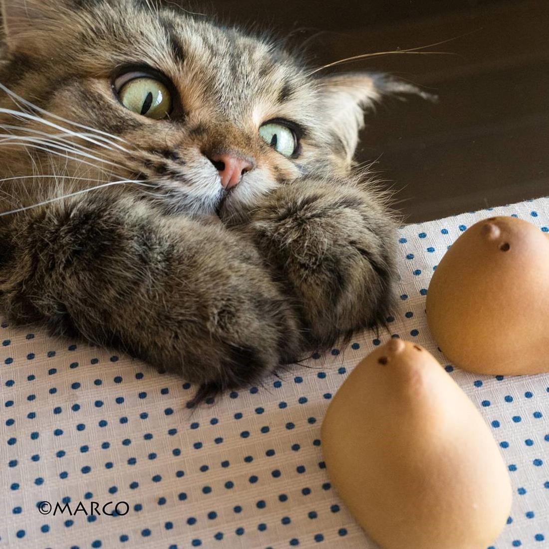 快貓最新科技產(chǎn)品革新，引領(lǐng)未來生活新潮流